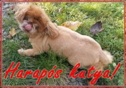 Harapós kutya tábla egyedi fényképpel szöveggel